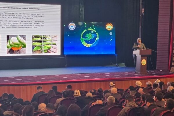 “Гидропонное выращивание кормов в 7 раз повысит прибыль животноводов в КР”